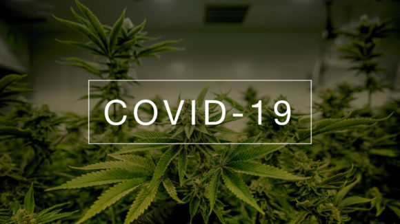 Impact of COVID-19 on Cannabis Industry